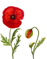 Obraz premium Set of watercolor summer meadow plants - poppies