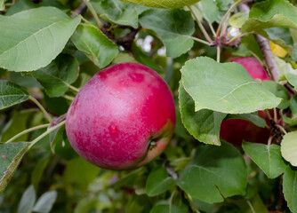 Fresh red apple with a raindrop on it 