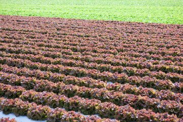 レタス畑とサニーレタス畑