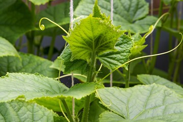 green bush plants cucumber in the garden