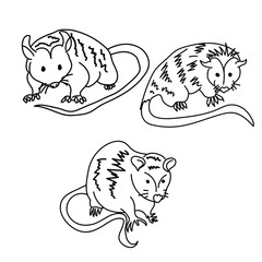 Set of three contour opossums, coloring page with a picture of a marsupial animal for children to explore wildlife, vector outline illustration for design and creativity
