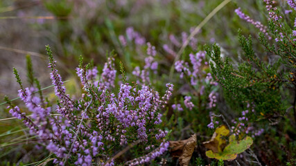 heather in forest