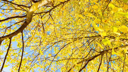 View of the sky through the branches of tree branches. Autumn background with beautiful texture of yellowed leaves and copy space. The basis for the fall design template.