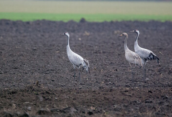 Three cranes on field