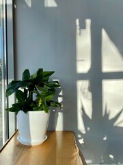 plant in a white pot on a windowsill