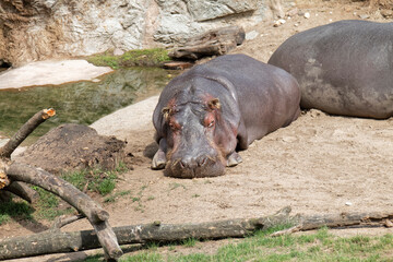 Animals - resting hippo.