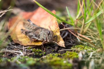 The blue-winged grasshopper (lat. Oedipoda caerulescens), of the family Acrididae.