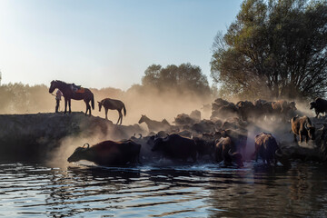 Fototapety na wymiar - Fototapeta24.pl