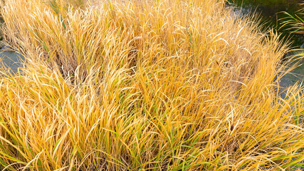 Yellowed cattail or reed on the lake close-up top view. Autumn background with yellowed grass texture with copy space. Yellow grass or reeds on the background of water in a swampy area.