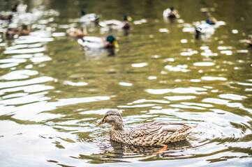 Male and female mallard ducks swimming in a pond.