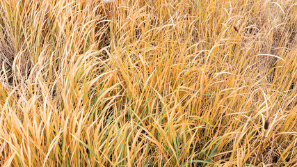 Yellowed reed mace or reeds in a swamp on an autumn sunny day. Top view close up photo of marsh cattail for template design with copy space. The texture of the large grass. Autumn background.