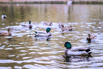 group of ducks are swimming in a pond in park.