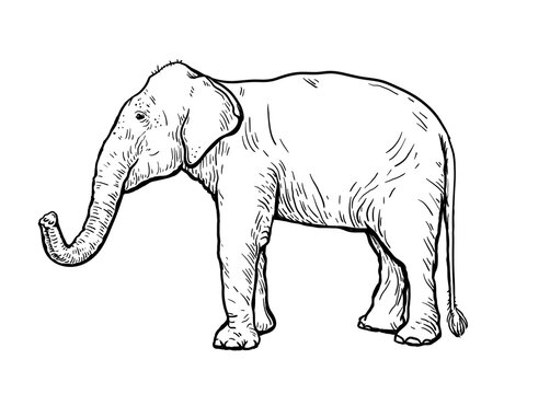 African elephant stands with its trunk lifted up. vector sketch made by hand