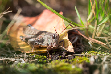 The blue-winged grasshopper (lat. Oedipoda caerulescens), of the family Acrididae.
