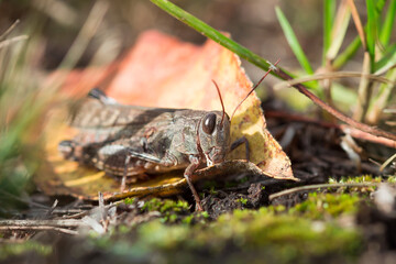 The blue-winged grasshopper (lat. Oedipoda caerulescens), of the family Acrididae.