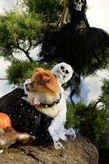 Geisterhund.Süßer Hund im Halloween Kostüm