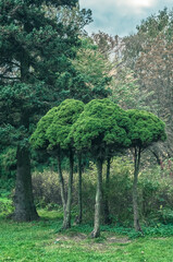 Fototapeta premium Dwarf japanese yew. bonsai pine tree in park. Low evergreen tree in Botanical garden, VDNKh