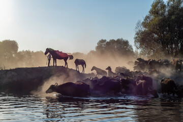 Fototapety na wymiar - Fototapeta24.pl