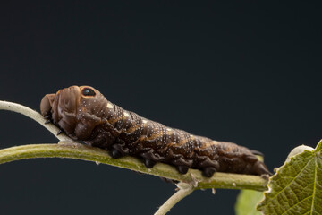 elephant hawk moth on green leaf close up, worm creature