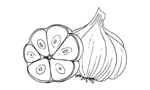 Garlic, a linear black-and-white drawing.Seasoning, spicy...