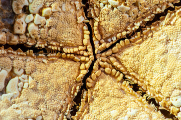 Five-pointed star shaped bottom side of a starfish, macro shot