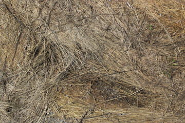 texture of dry straw 