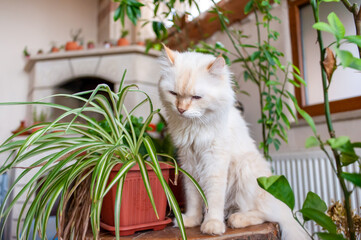 White cat in a indoor garden, searching for cat grass for eat. Beautiful American Curl breed cat.