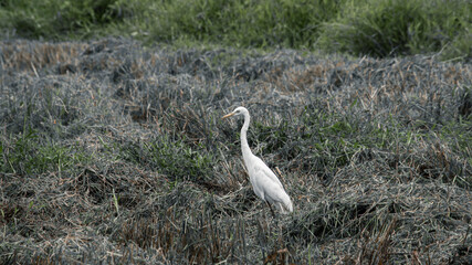 Lonely white egret standing in the ripped paddy field looking for some worms and insects