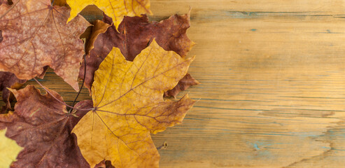 The autumn maple leaves on wooden background