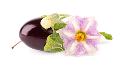 Aubergine with aubergine flower, isolated on white background. Eggplant vegetable.