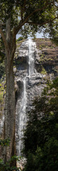 Fototapeta na wymiar Diyaluma falls in Koslanda, Tall tree in foreground verticle photograph