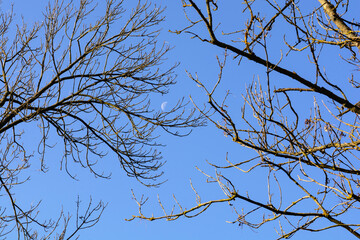 Tree branches without leaves on a sky background and crescent moon 
