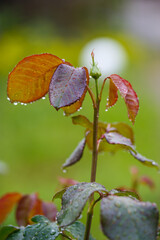 Background from green foliage of a rose bush.