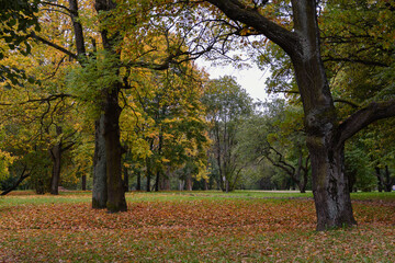 Autumn nasty day in the park, yellow fallen leaves and green grass cover ground like a carpet