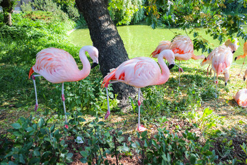 A Group Of Pink Flamingos Resting On The Glade