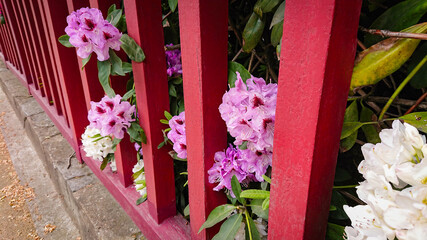 Flower And Buds Of The Magnolia Grandiflora, The Southern Magnolia Or Bull Bay, Tree Of The Family Magnoliaceae.