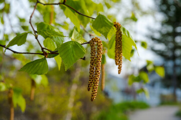 花を付けた白樺の枝
