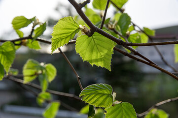 芽吹きだした白樺