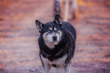 Handsome black husky with expressive blue eyes, close-up