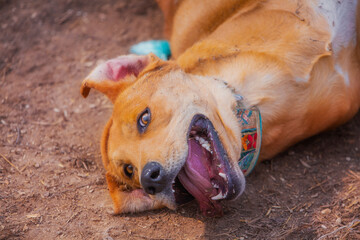 Funny cheerful red three-legged dog playing in nature, the dog rescued from the shelter is happy in a new life