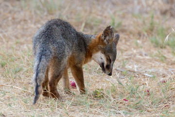 A rare, wild island fox searching for food on Santa Rosa Island in Channel Islands National Park. The island fox is found only on these islands and nowhere else in the world.