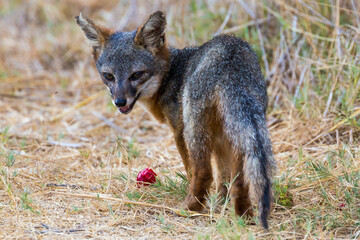 A rare, wild island fox searching for food on Santa Rosa Island in Channel Islands National Park. The island fox is found only on these islands and nowhere else in the world.