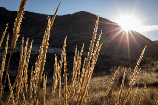 Warm daylight shining on thin tall wild grass in Cabo de Gata-N&iacute;jar Natural Park in southern Spain