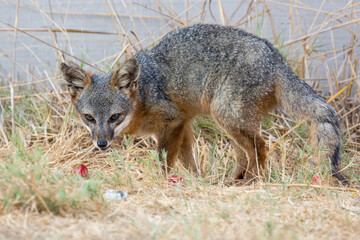 A rare, wild island fox searching for food on Santa Rosa Island in Channel Islands National Park. The island fox is found only on these islands and nowhere else in the world.