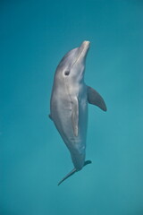 Bottle-nose dolphin underwater in the Bahamas - 386995857