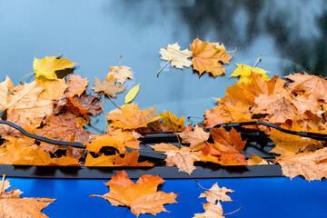 Yellow maple leaves on the hood and windshield of a car.