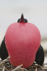 Male Magnificent Frigatebird displaying his inflatable throat pouch to attract a female - 386995898