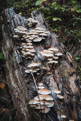 Pilze am Baumstamm
