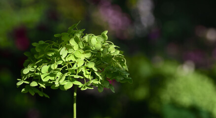 Close-up of a green, blooming panicle hydrangea (Hydrangea paniculata) partially sunlit blooming in the garden