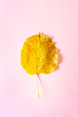 Yellow autumn leaf presented in the shape of tree on  isolated pastel pink background. Minimalism autumn style concept.